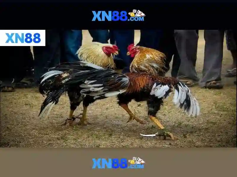 XN88 thể thao - XN88