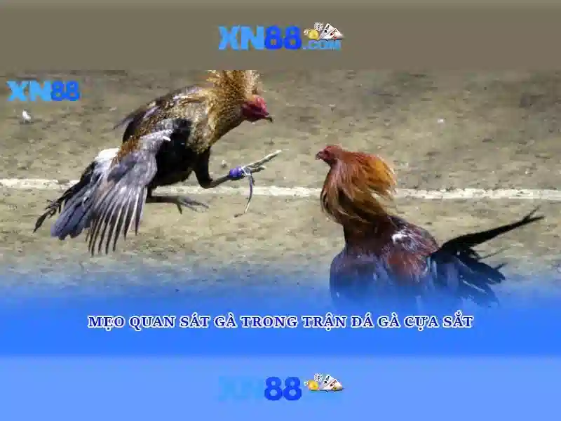 💎soi cau vua nha cai💎