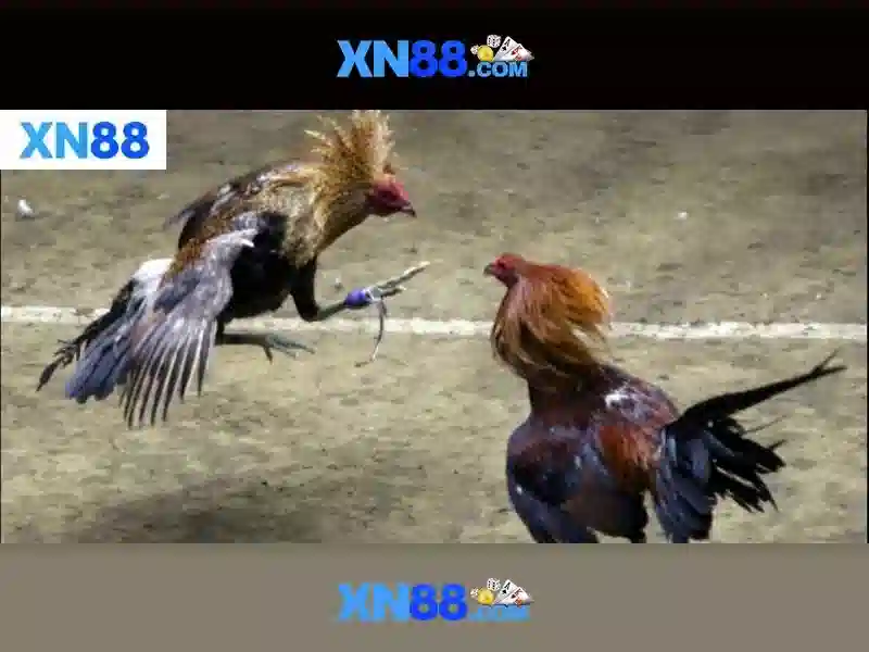 💎xem phim song bac💎