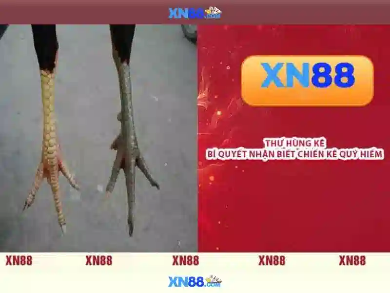 💎top nha cai tang cuoc mien phi💎