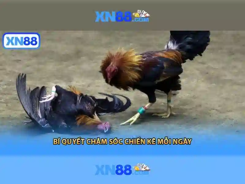 💎bóng đá keo nha cai💎