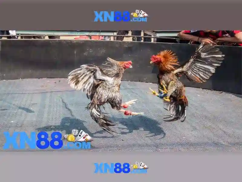 💎xn88 646 ph login💎