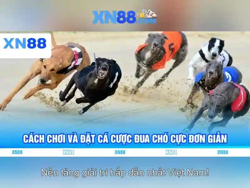 💎wild ace xn88💎