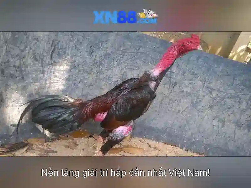 💎hoogoorddreef 66b 1101 be amsterdam💎 - review 66b - 66b nguyễn sỹ sách p15 quận tân bình