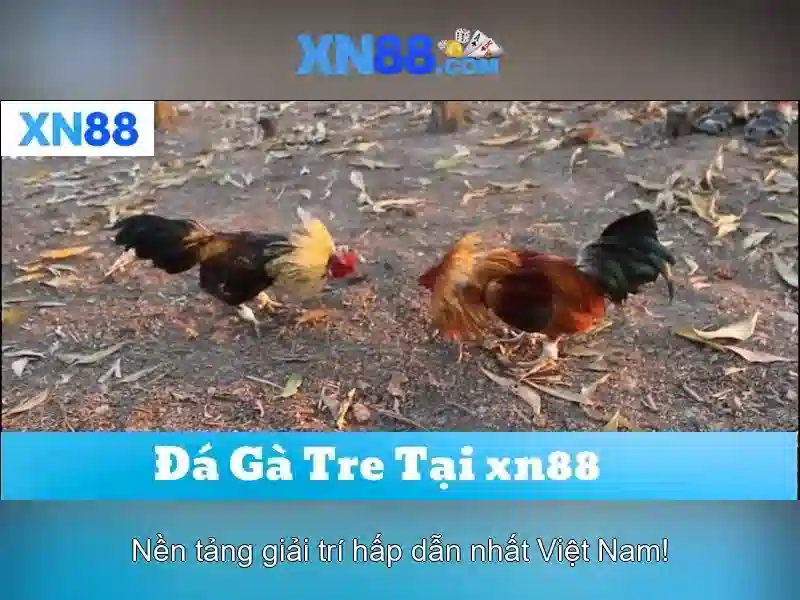 💎cd 66b rat💎 - 66b nguyễn sỹ sách, phường 15, quận tân bình - 66b chính thức
